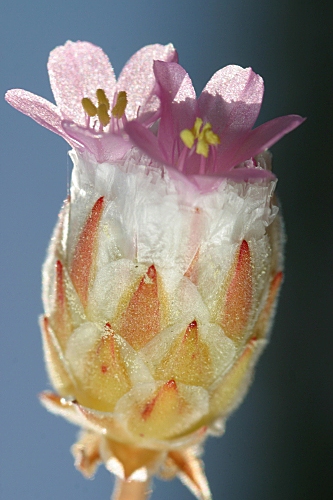 Armeria macrophylla Boiss. & Reut.