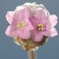 Armeria macrophylla Boiss. & Reut.