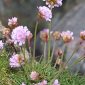 Armeria maritima (Mill.) Willd.