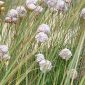 Armeria pungens (Link) Hoffmanns. & Link