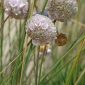 Armeria pungens (Link) Hoffmanns. & Link