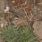 Armeria splendens (Lag. & Rodr.) Webb