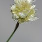 Armeria villosa Girard