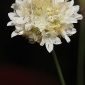 Armeria villosa Girard