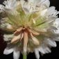 Armeria villosa Girard