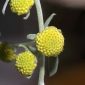 Artemisia absinthium L.
