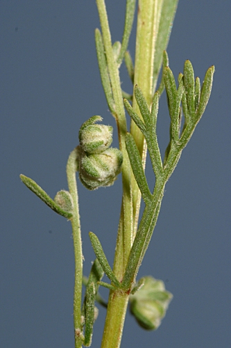 Artemisia alba subsp. nevadensis (Willk.) Blanca