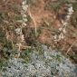 Artemisia assoana Willk.