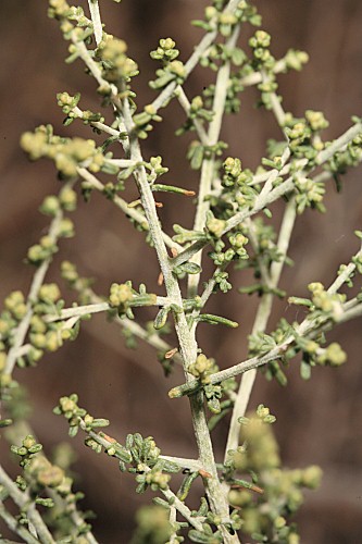 Artemisia barrelieri Besser