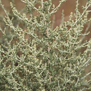 Artemisia barrelieri Besser