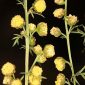 Artemisia chamaemelifolia Vill.