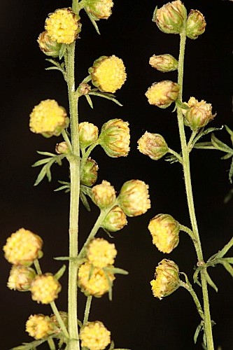 Artemisia chamaemelifolia Vill.