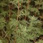 Artemisia chamaemelifolia Vill.