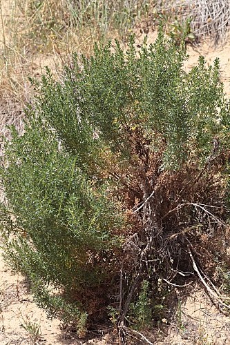 Artemisia crithmifolia L.