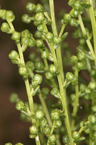 Artemisia crithmifolia L.
