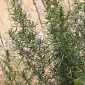 Artemisia crithmifolia L.