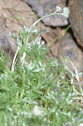 Artemisia granatensis Boiss.