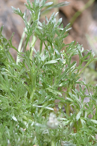 Artemisia granatensis Boiss.