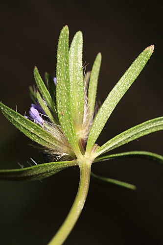Asperula arvensis L.