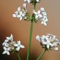 Asperula hirsuta Desf.