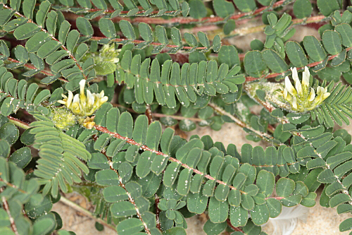 Astragalus boeticus L.