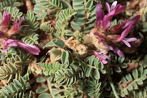 Astragalus bourgaeanus Coss.