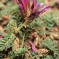 Astragalus bourgaeanus Coss.