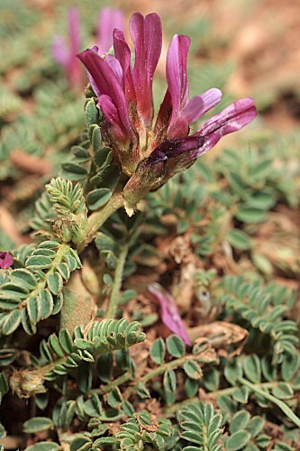 Astragalus bourgaeanus Coss.
