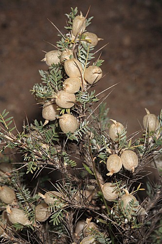 Astragalus clusianus Soldano