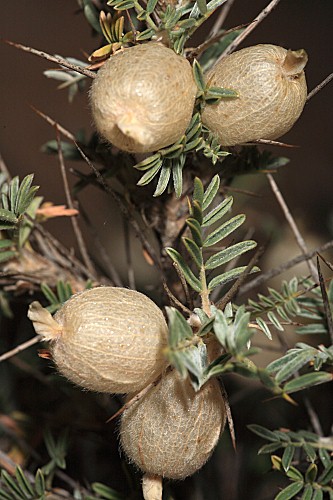 Astragalus clusianus Soldano