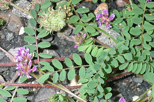 Astragalus echinatus Murray