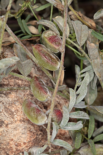 Astragalus edulis Bunge