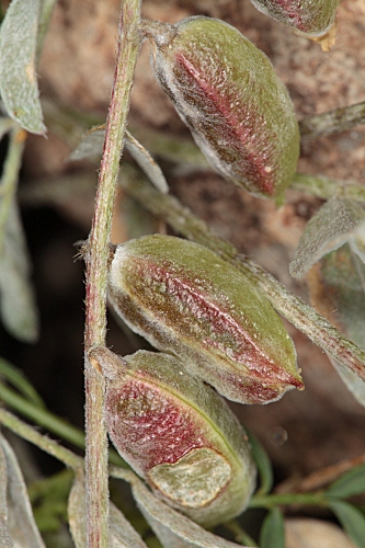 Astragalus edulis Bunge