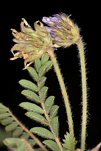 Astragalus glaux L.
