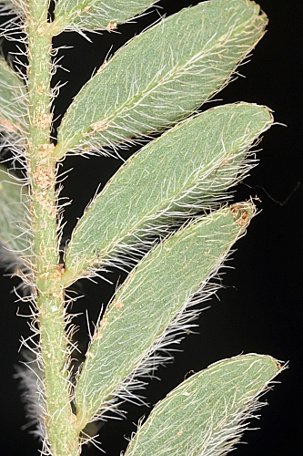 Astragalus glaux L.