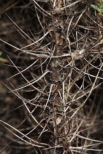 Astragalus granatensis Lam.