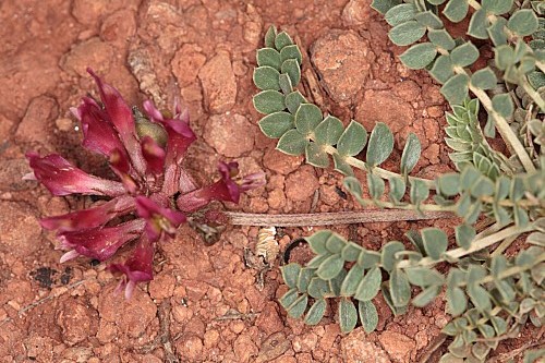 Astragalus incanus subsp. incanus L.