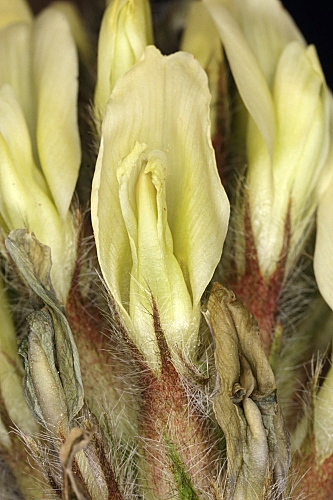 Astragalus monspessulanus L.
