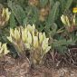 Astragalus monspessulanus L.