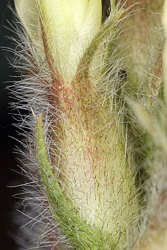 Astragalus monspessulanus L.