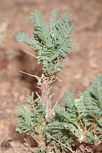 Astragalus nevadensis subsp. nevadensis Boiss.