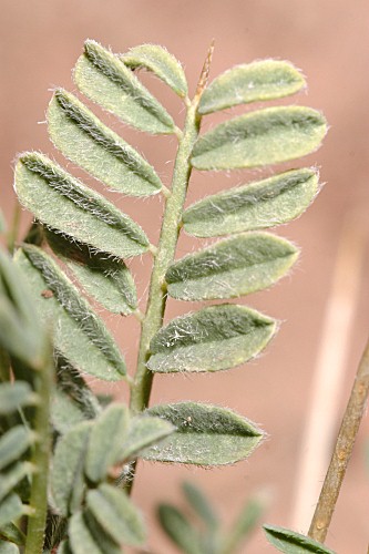 Astragalus nevadensis subsp. nevadensis Boiss.