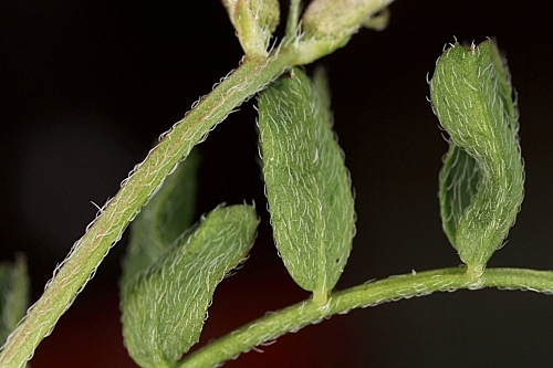 Astragalus pelecinus (L.) Barneby