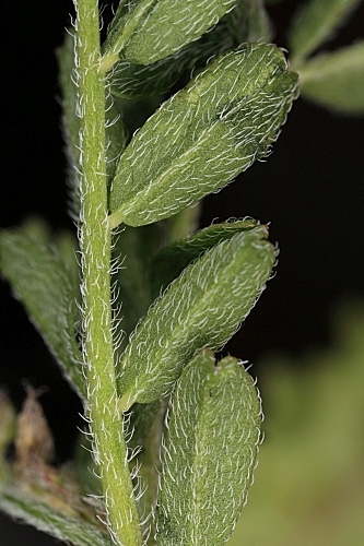 Astragalus pelecinus (L.) Barneby