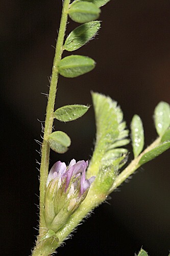Astragalus sesameus L.