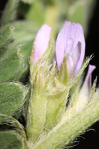 Astragalus sesameus L.
