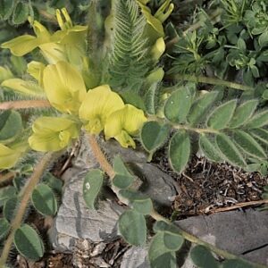 Astragalus tremolsianus Pau