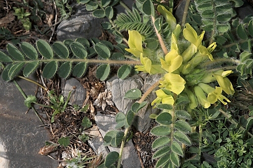 Astragalus tremolsianus Pau