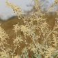 Atriplex halimus L.