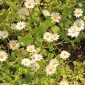 Bellis annua subsp. annua L.
